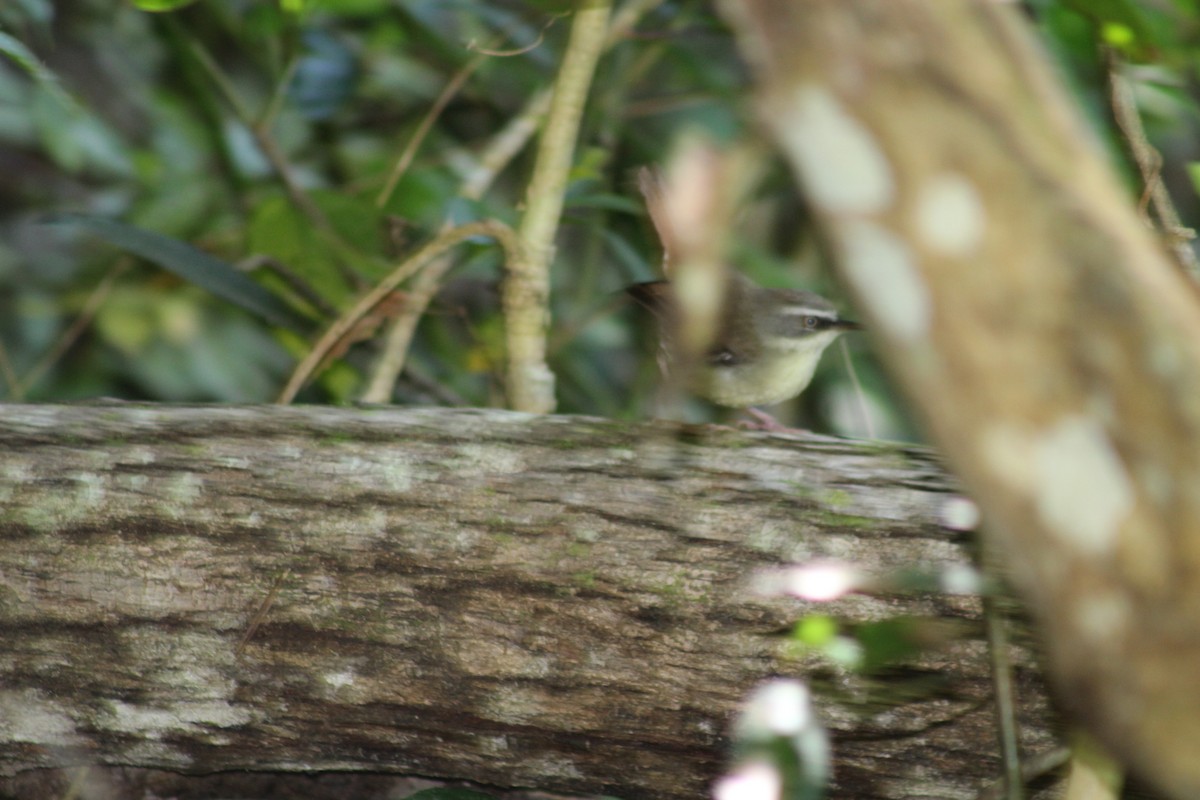 White-browed Scrubwren - ML646718892