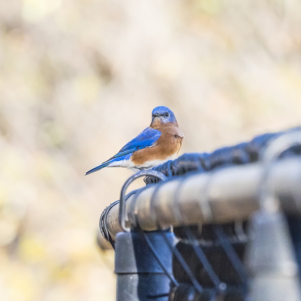 Eastern Bluebird - ML646718893
