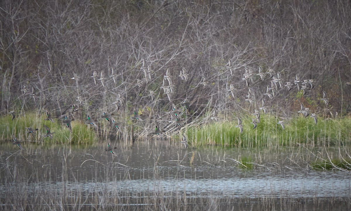 Zertzeta arrunta - ML646718894