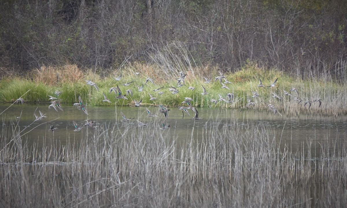 Zertzeta arrunta - ML646718895