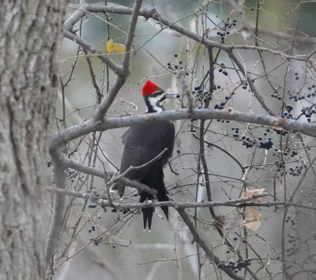 Pileated Woodpecker - ML646718897