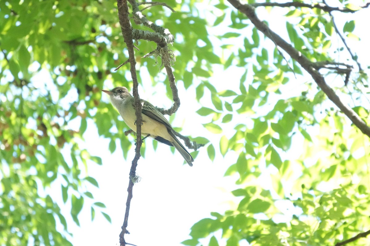Swainson's Flycatcher - ML646718898