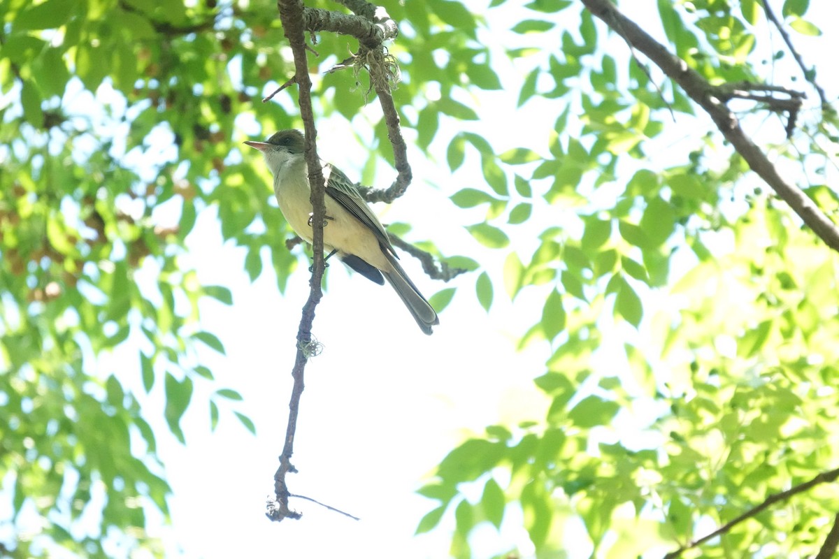 Swainson's Flycatcher - ML646718899