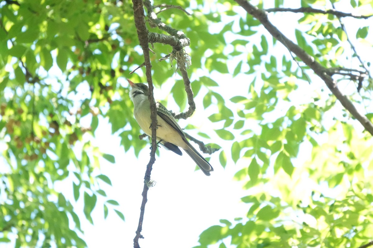 Swainson's Flycatcher - ML646718900