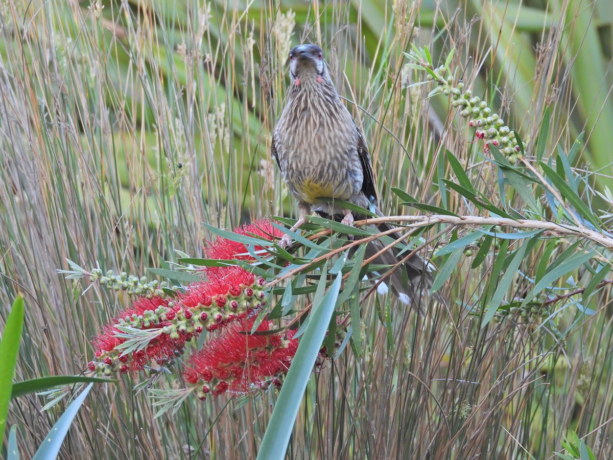 Rotlappen-Honigfresser - ML646718901