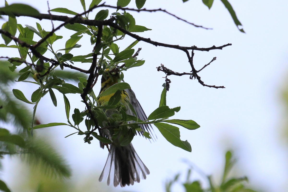 Townsend's Warbler - ML646718902