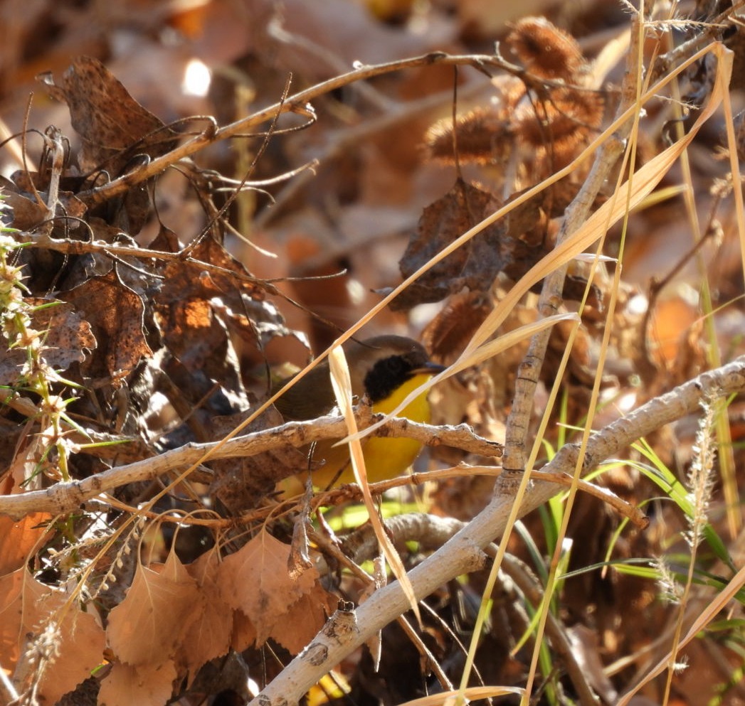 nordgulstrupe - ML646718903