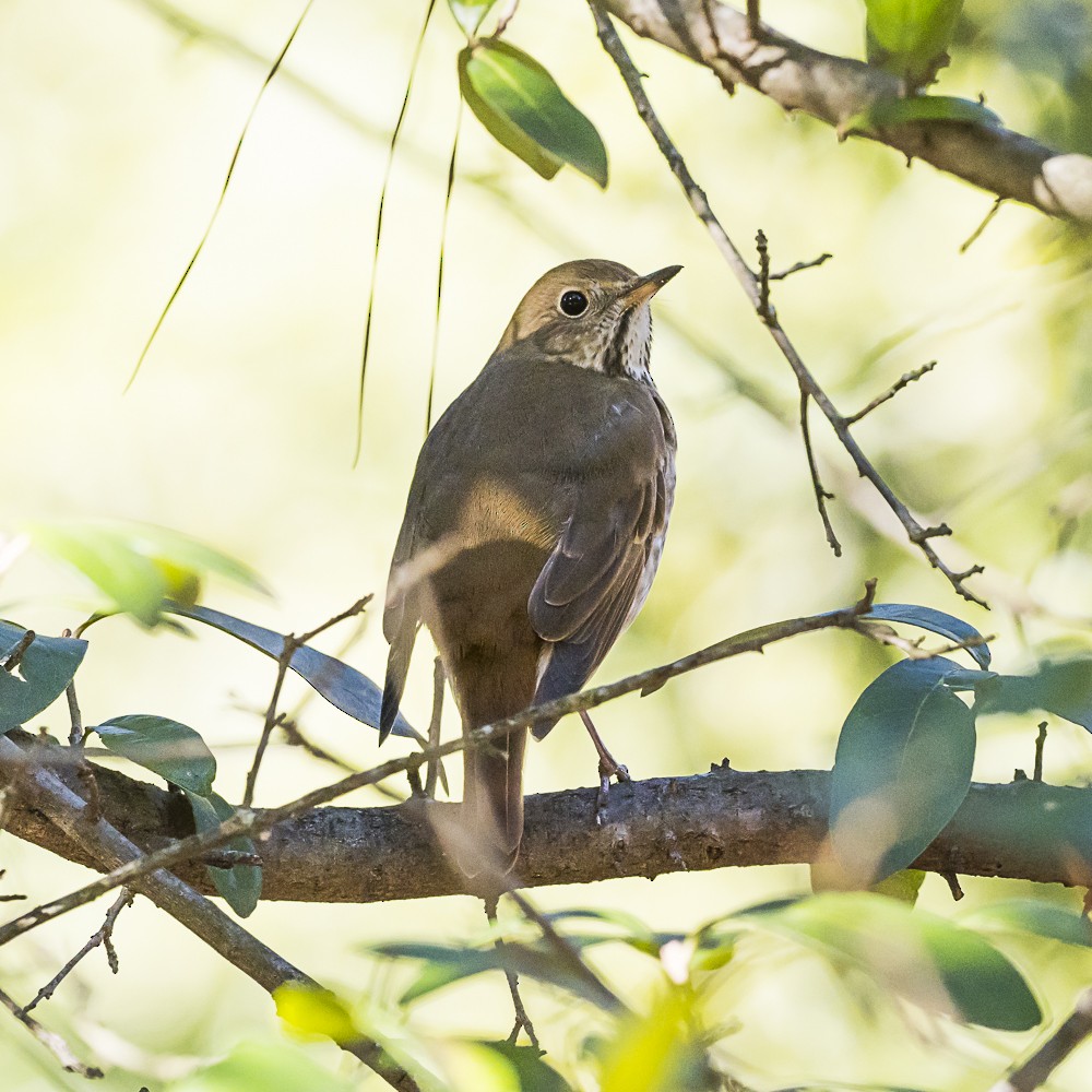 Hermit Thrush - ML646718905