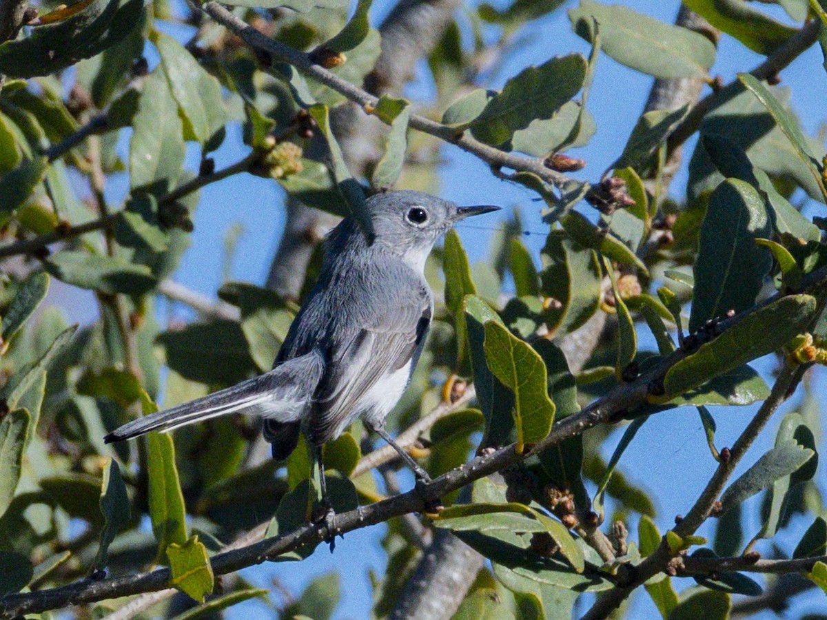 Blue-gray Gnatcatcher - ML646718914