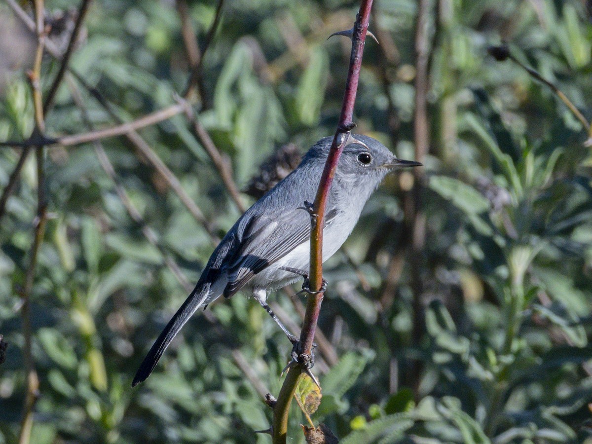 Blue-gray Gnatcatcher - ML646718916