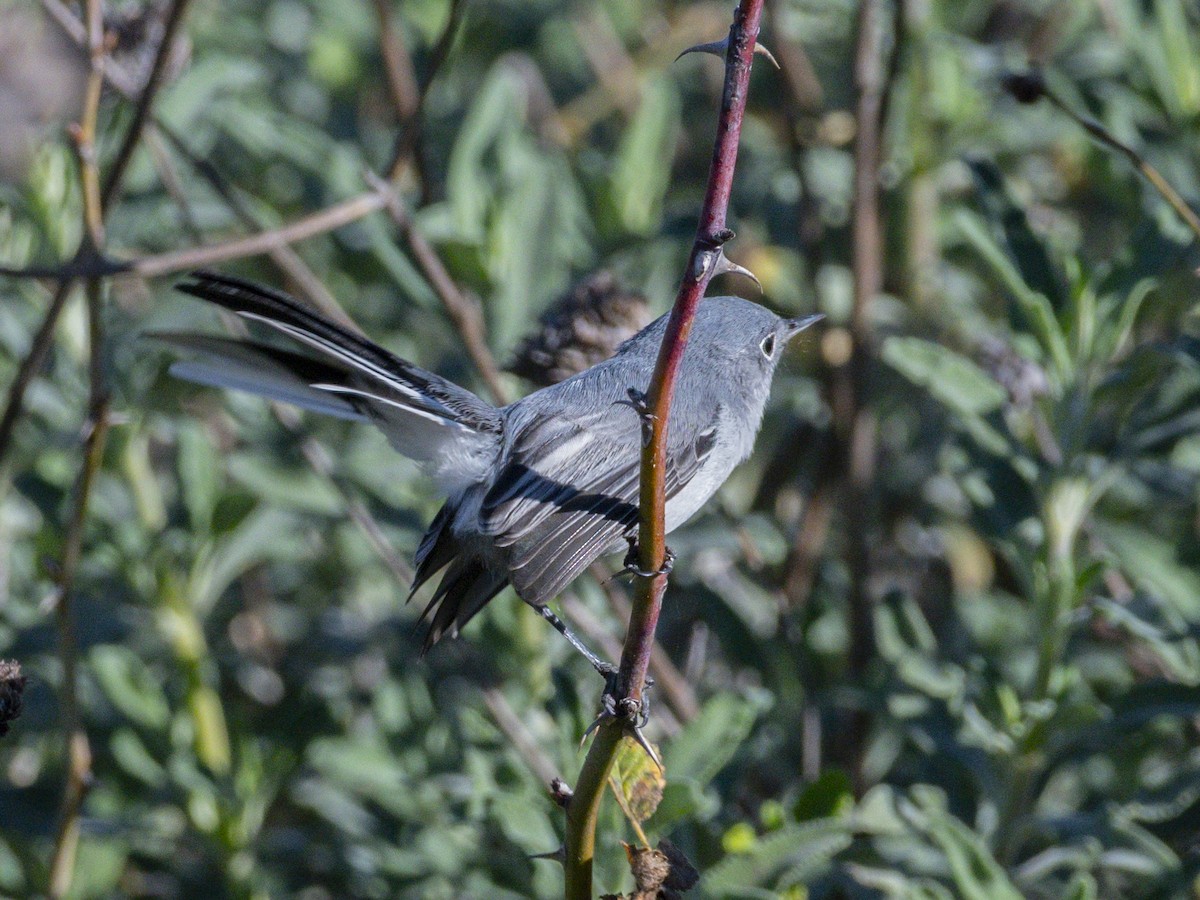 Blue-gray Gnatcatcher - ML646718917
