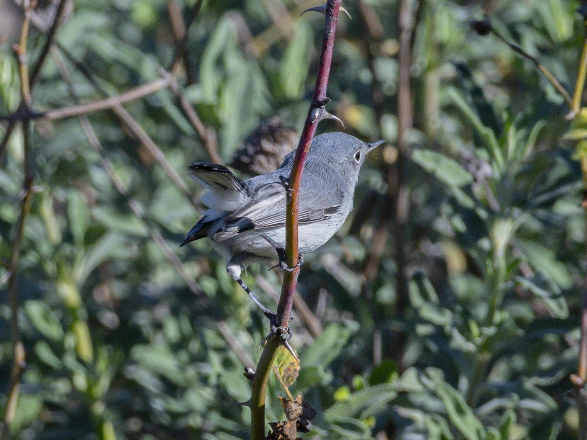 Blue-gray Gnatcatcher - ML646718918