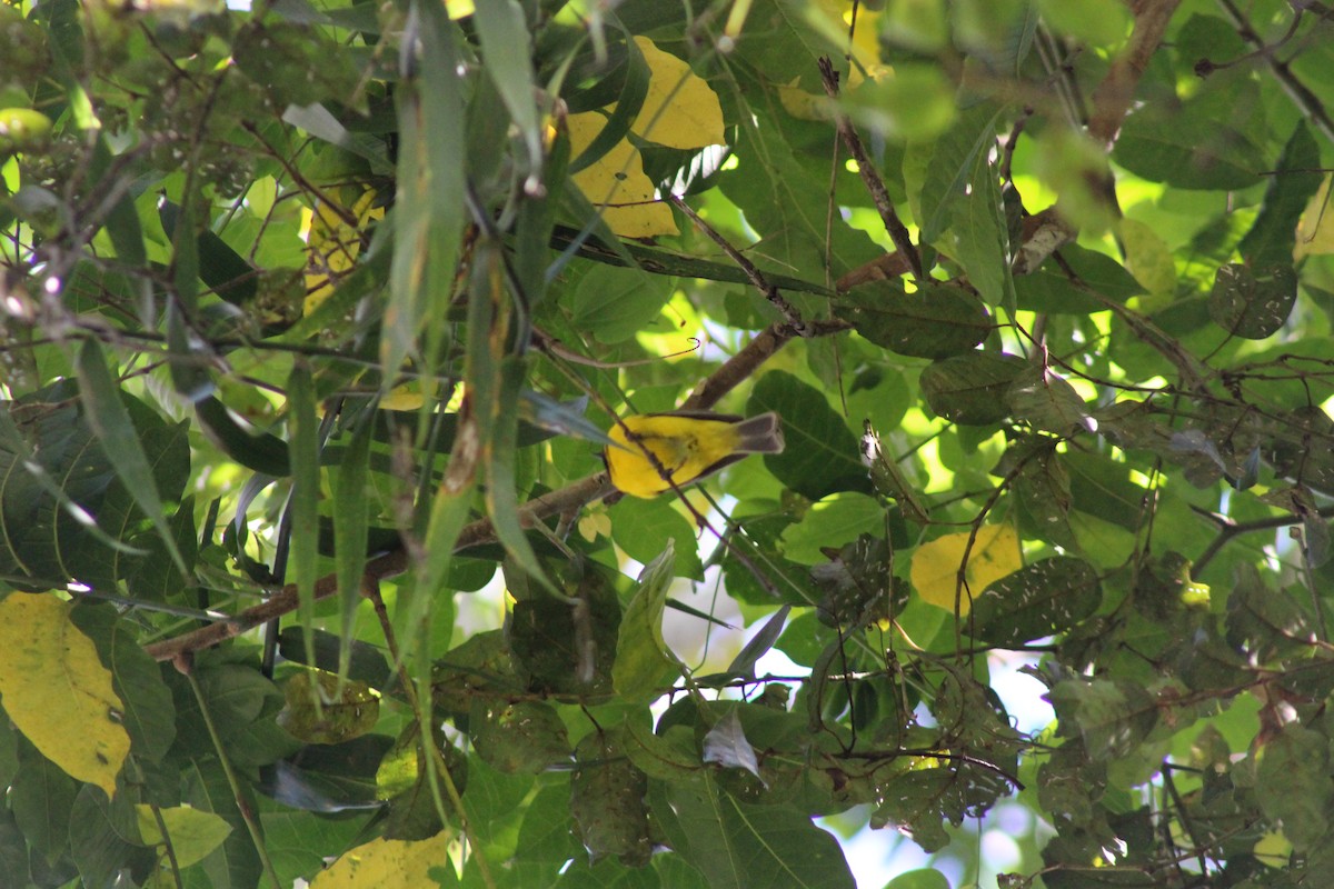Golden Whistler - ML646718924