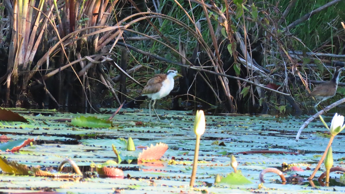 アメリカレンカク - ML646718929