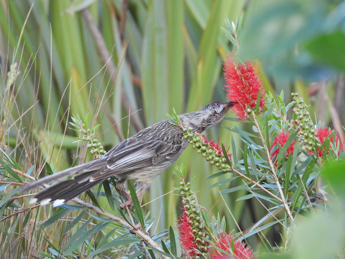 Rotlappen-Honigfresser - ML646718930