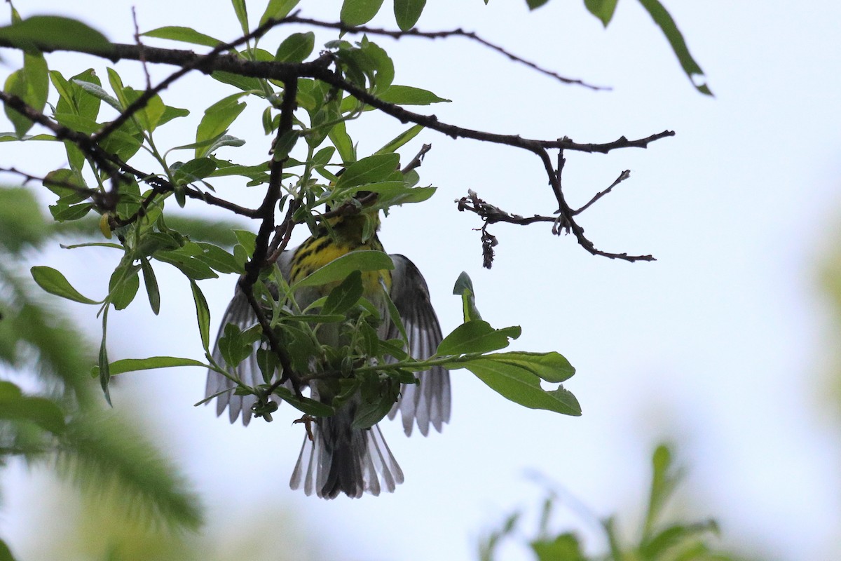 Townsend's Warbler - ML646718932