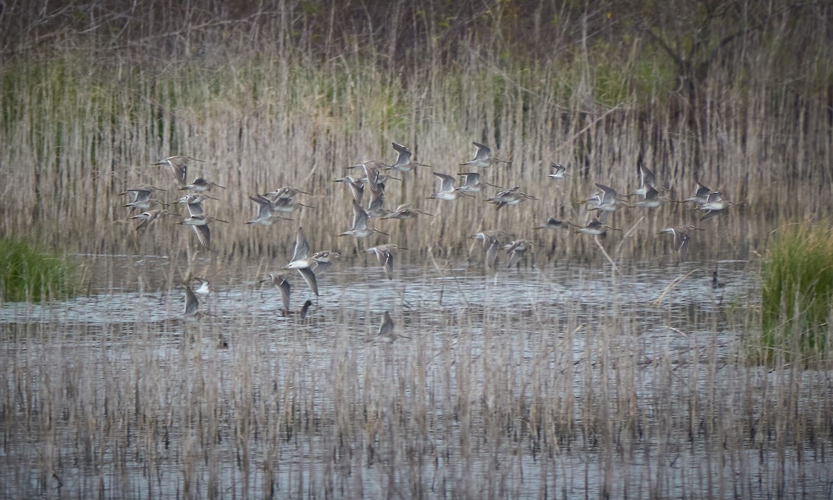 Kuliska oilagorra - ML646718933