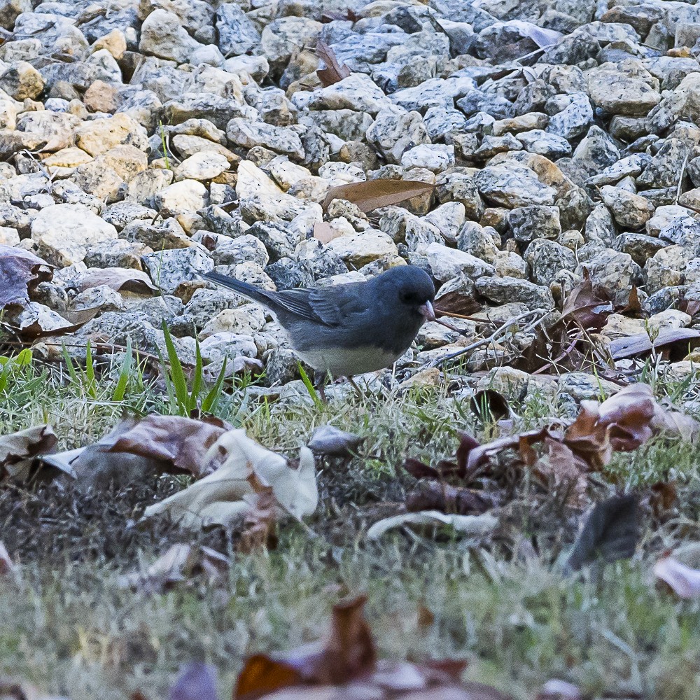Dark-eyed Junco - ML646718934