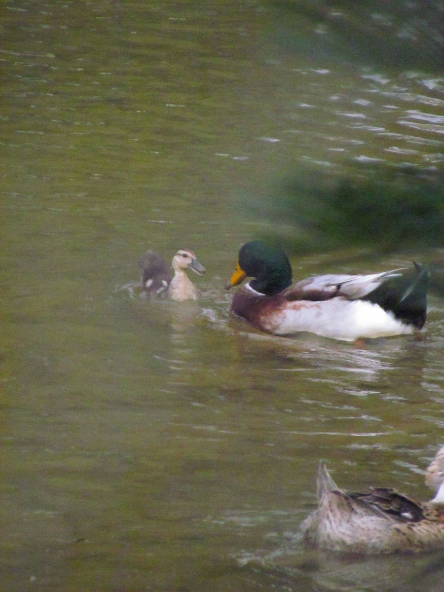 Mallard (Domestic type) - ML646718936