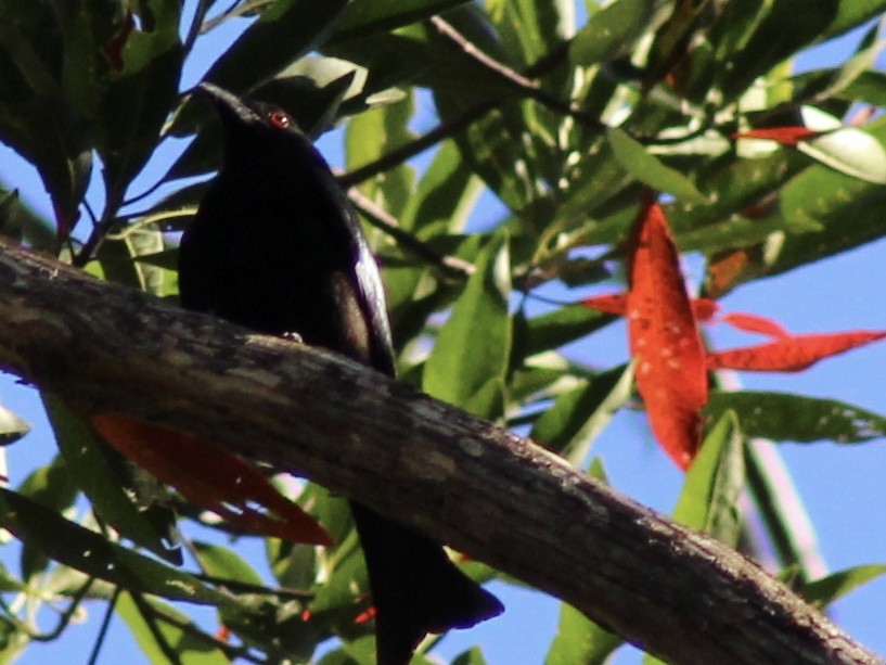 Spangled Drongo - ML646718940