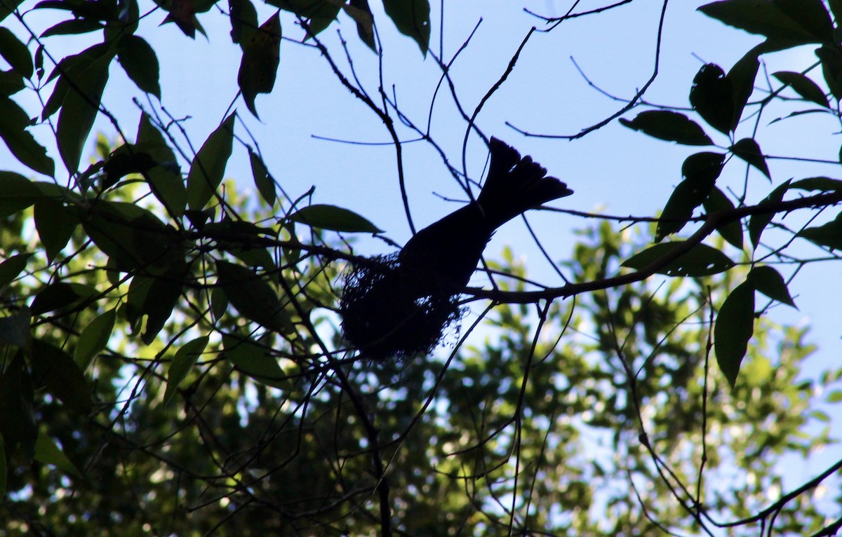 Spangled Drongo - ML646718942