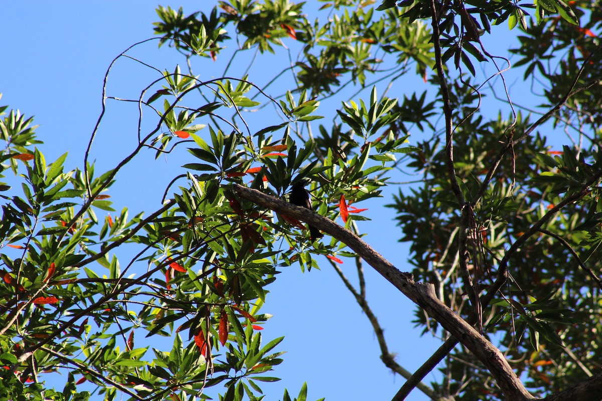 Spangled Drongo - ML646718943