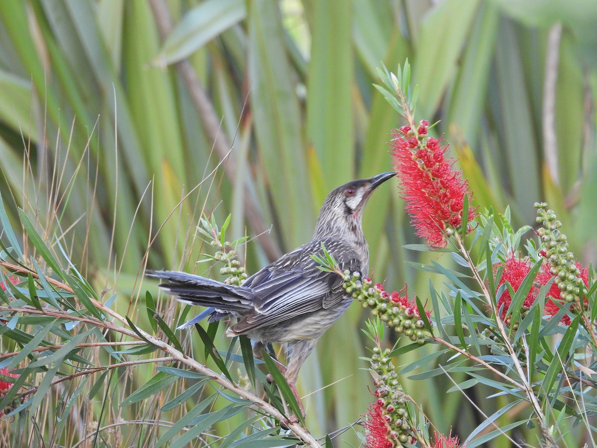 Rotlappen-Honigfresser - ML646718945