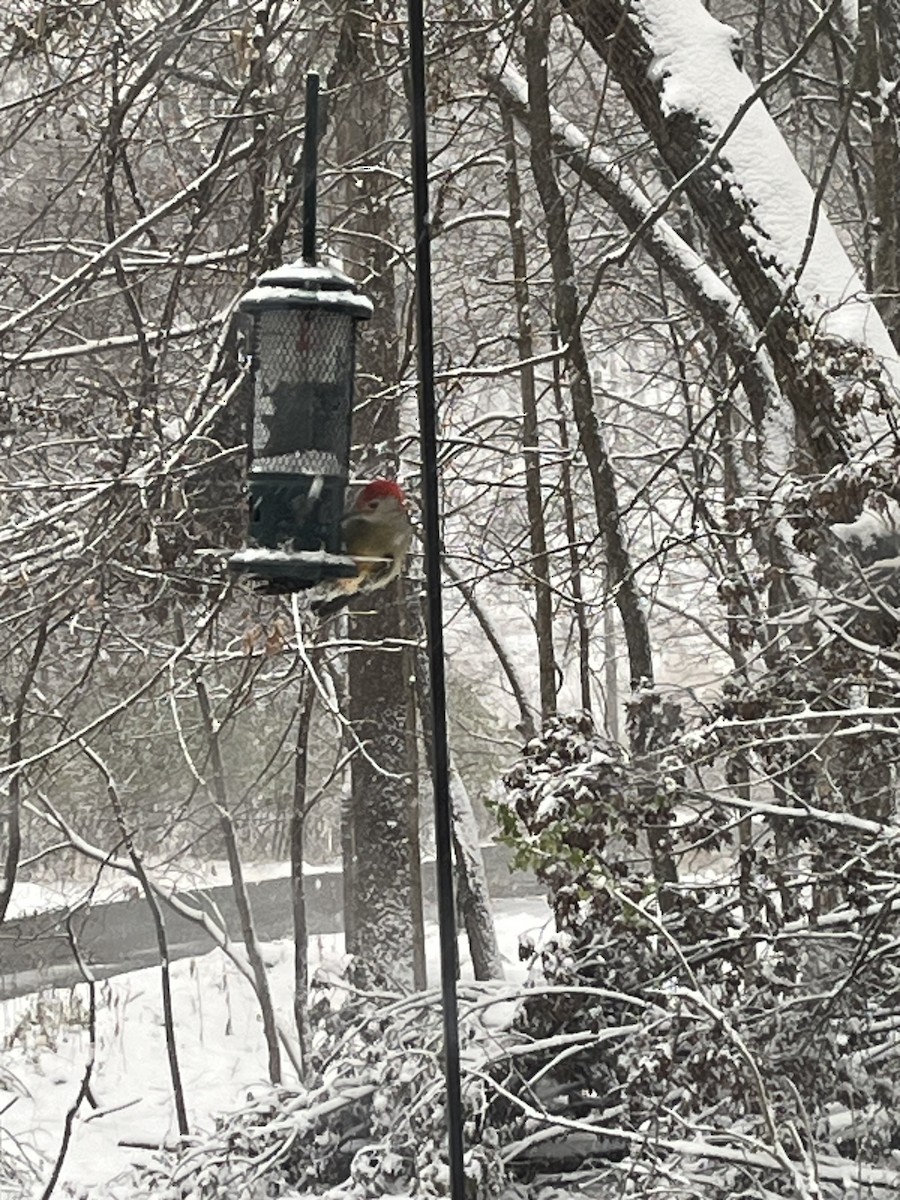 シマセゲラ - ML646718946