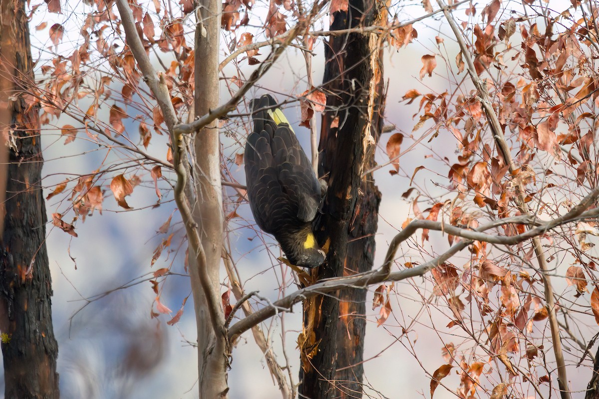 Yellow-tailed Black-Cockatoo - ML646718947