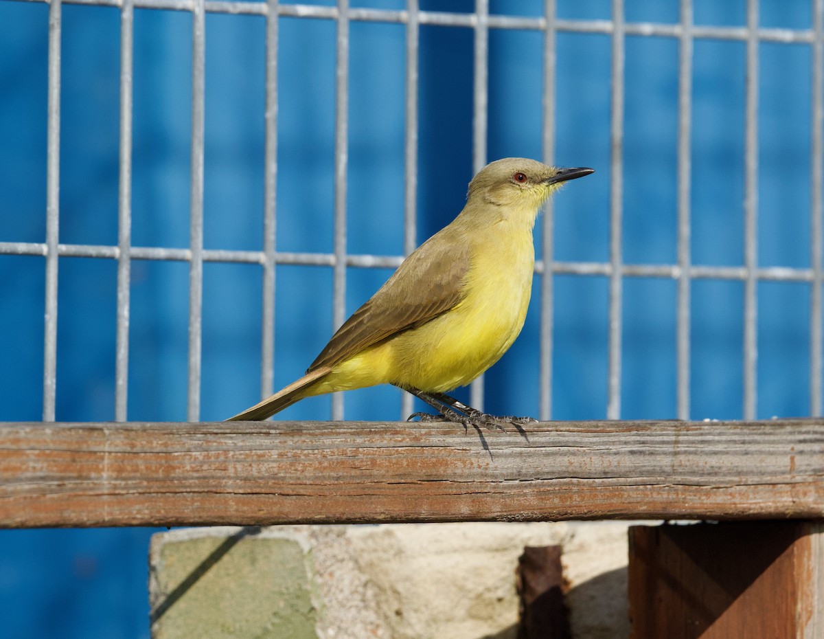 ウシタイランチョウ - ML646718948