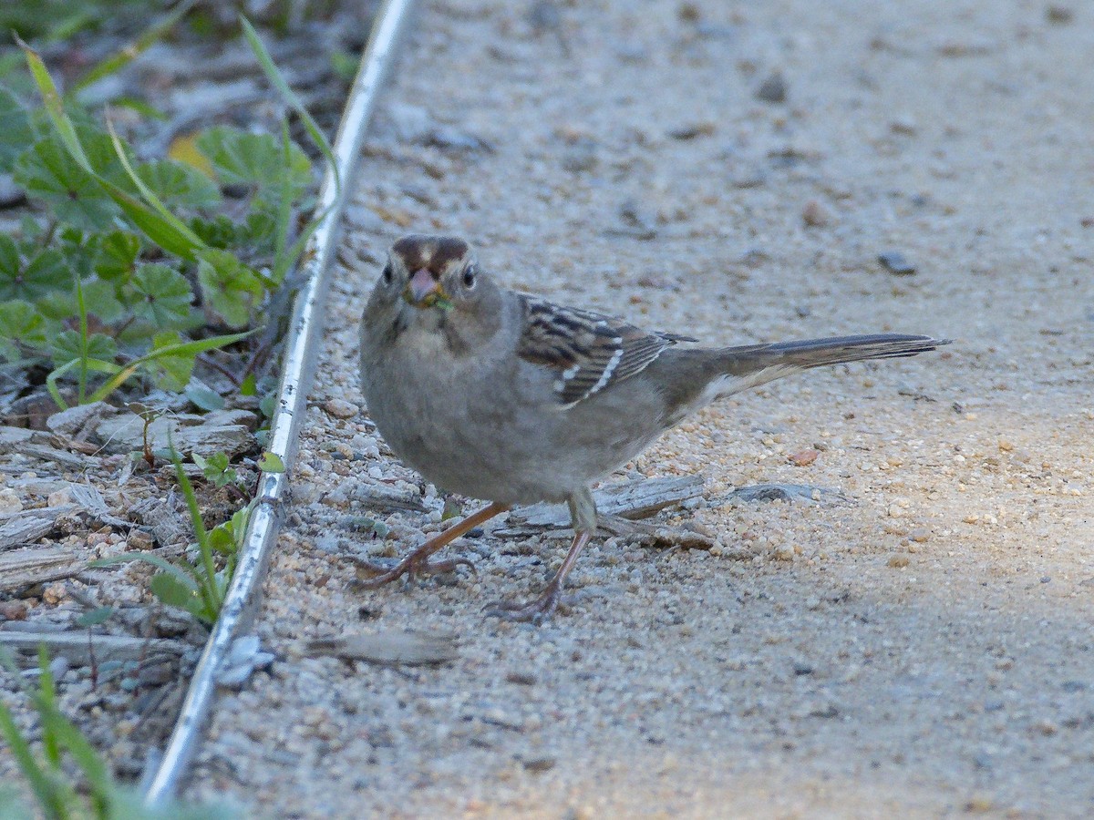 White-crowned Sparrow - ML646718949