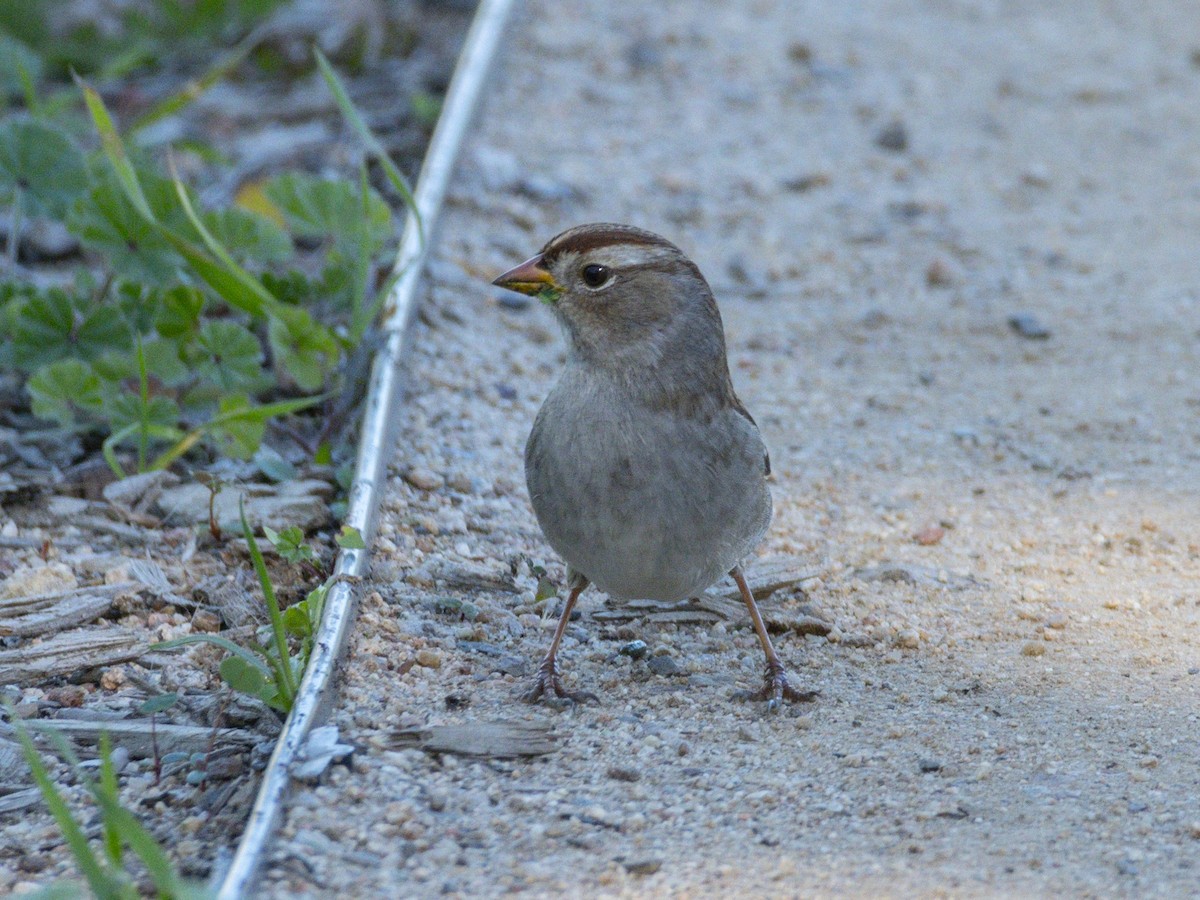 White-crowned Sparrow - ML646718950