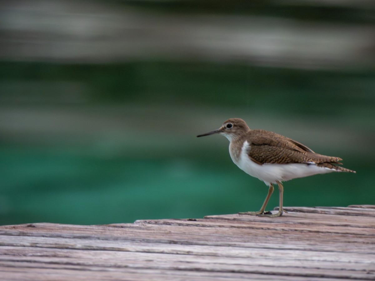 Перевозчик - ML646718951