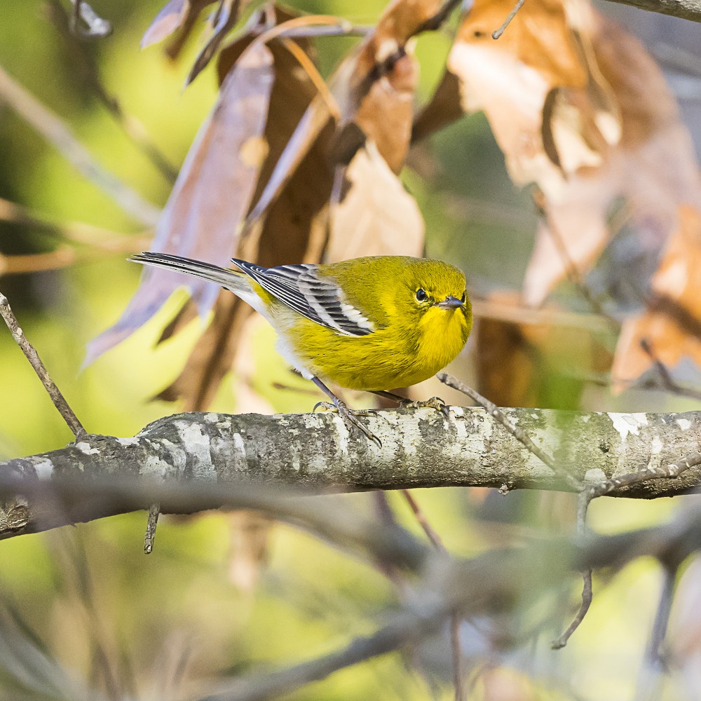 Pine Warbler - ML646718952