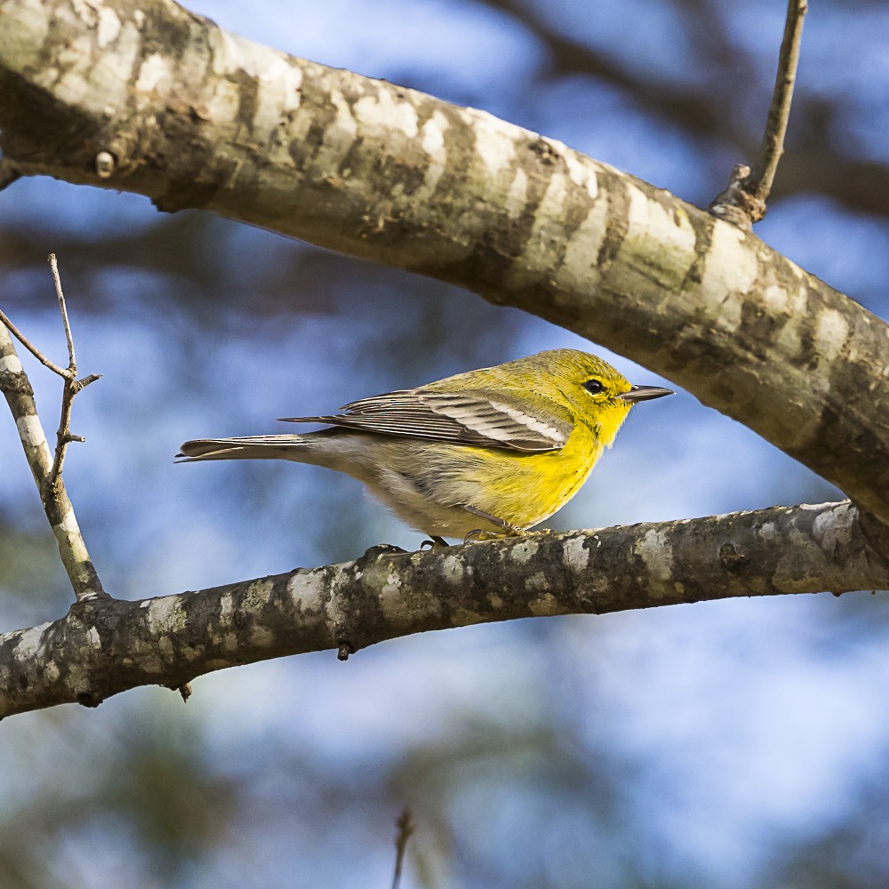 Pine Warbler - ML646718954