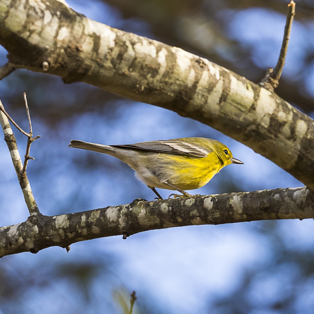 Pine Warbler - ML646718955