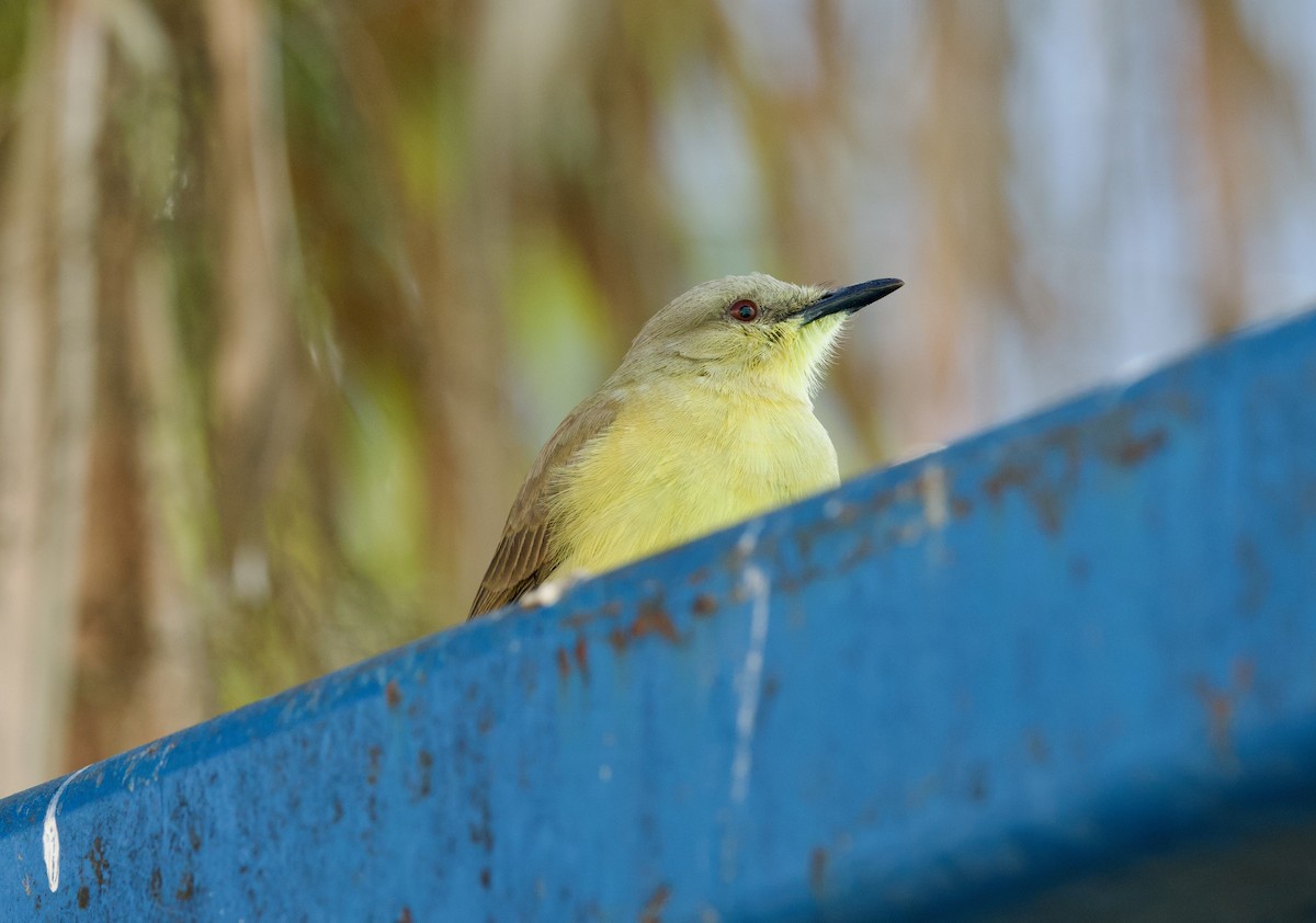 ウシタイランチョウ - ML646718956