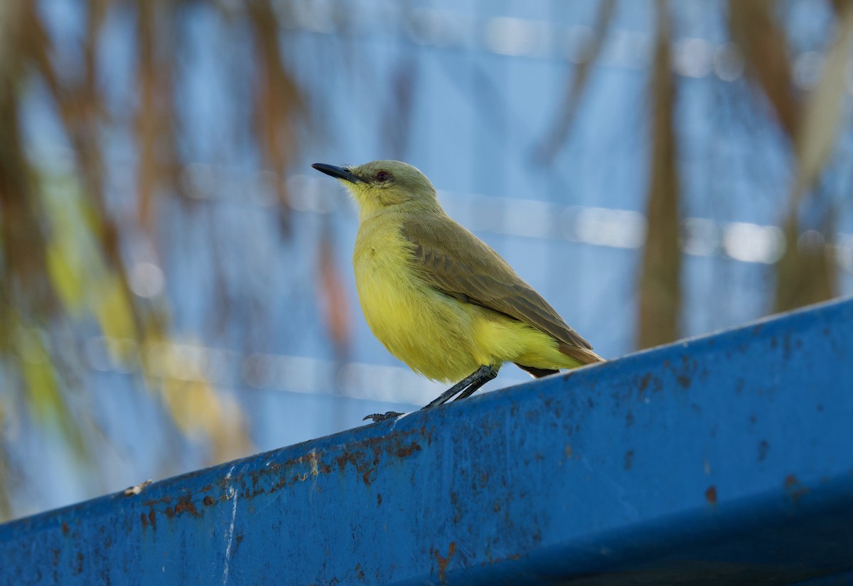 ウシタイランチョウ - ML646718959