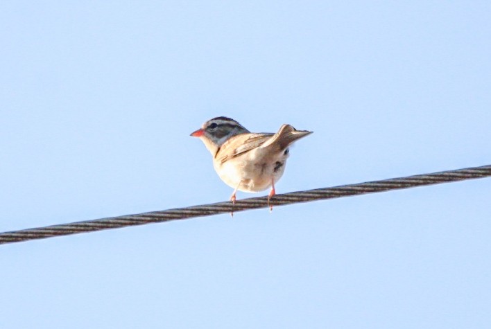 Малая воробьиная овсянка - ML646718961