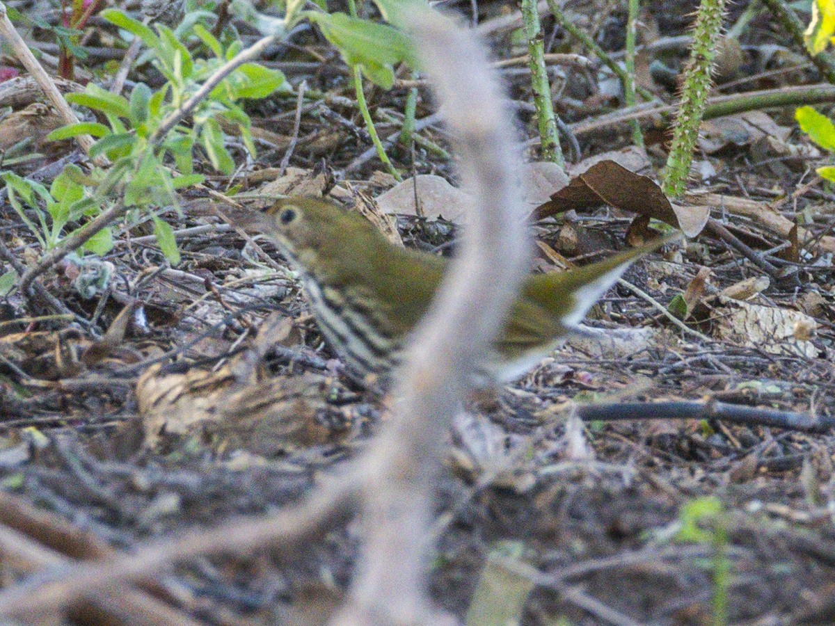 Ovenbird - ML646718962