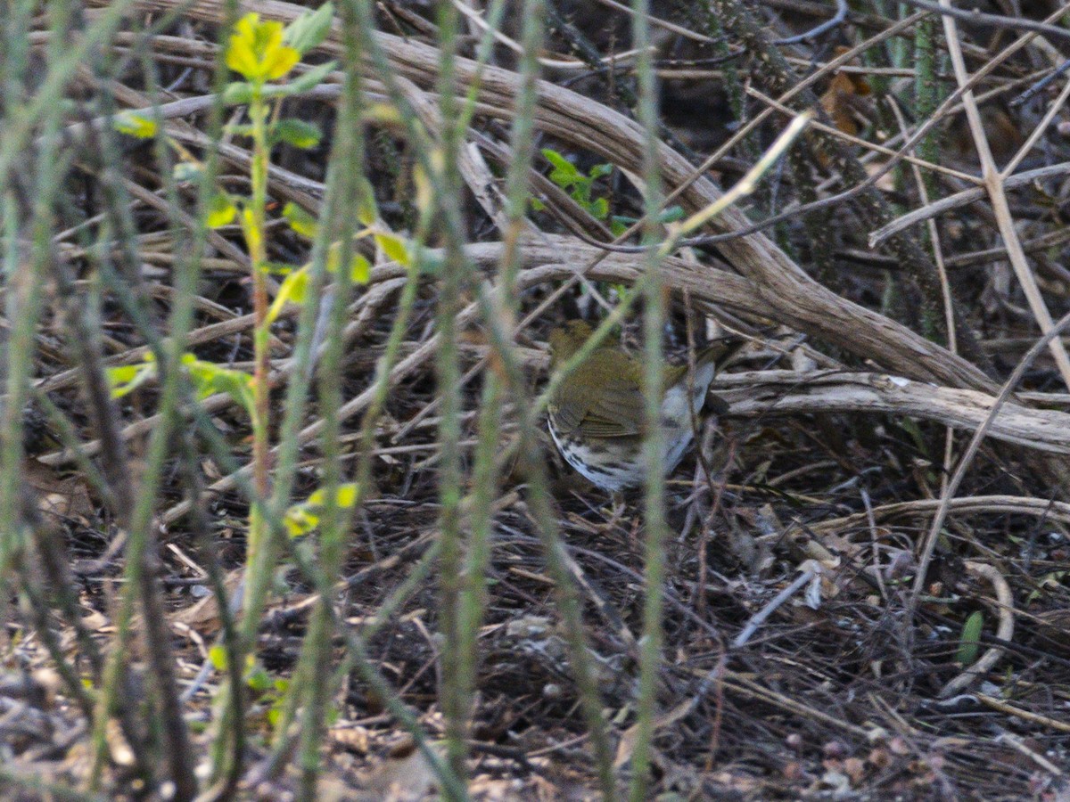 Ovenbird - ML646718963