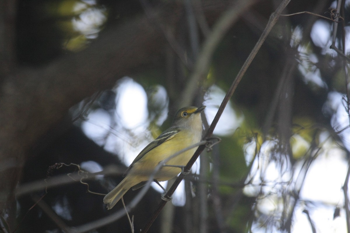 ויראו לבן-עין - ML646718964