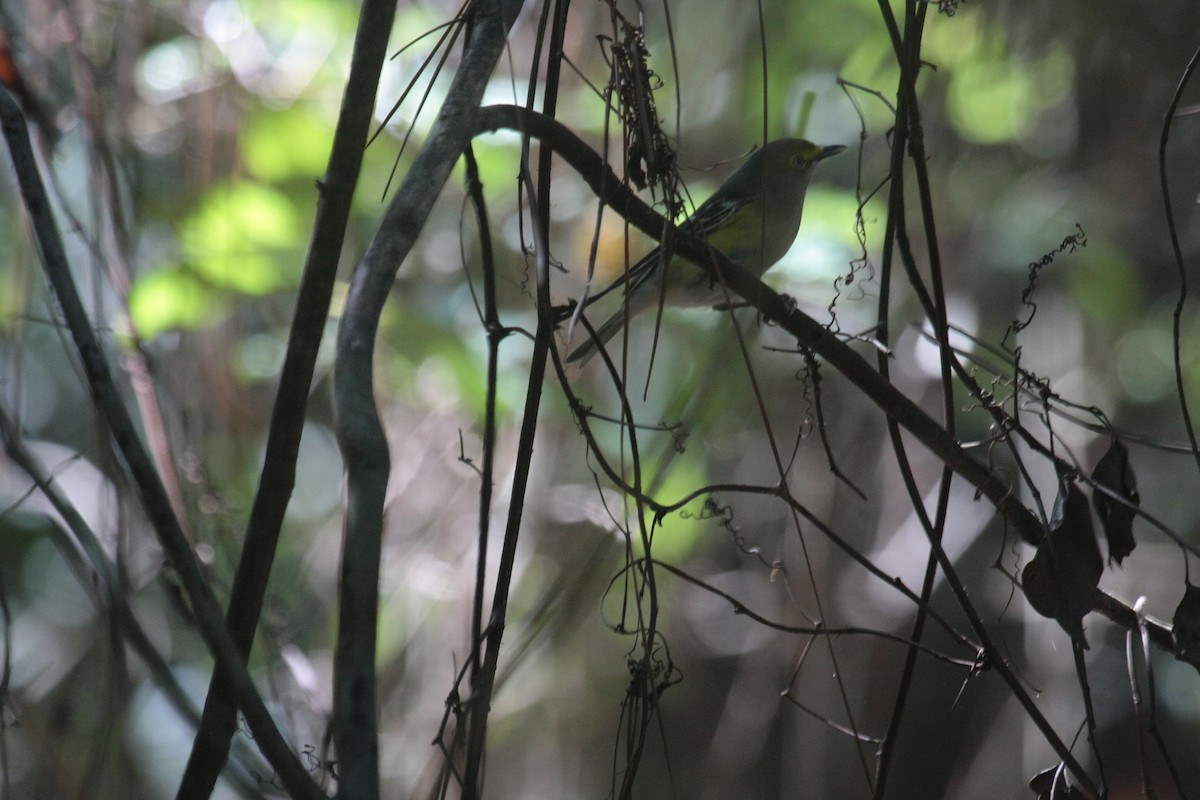 ויראו לבן-עין - ML646718965