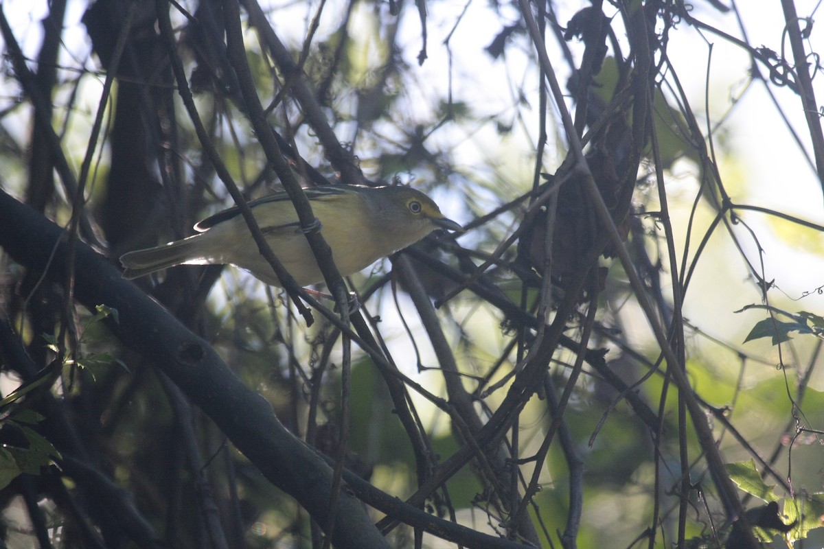 ויראו לבן-עין - ML646718966