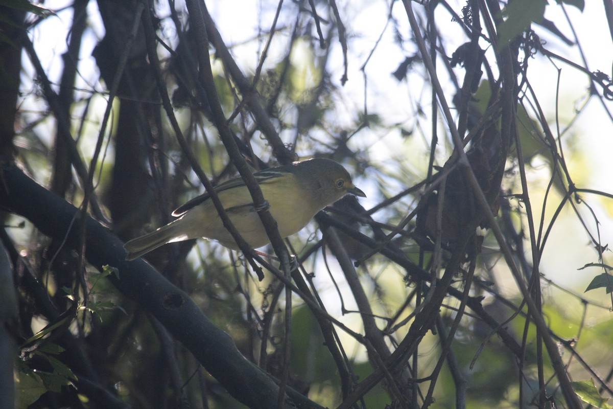 ויראו לבן-עין - ML646718967