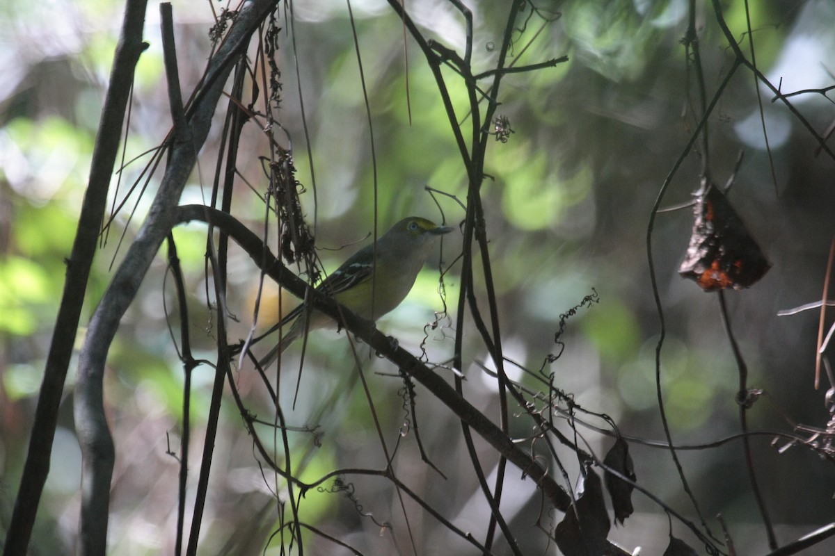 ויראו לבן-עין - ML646718968