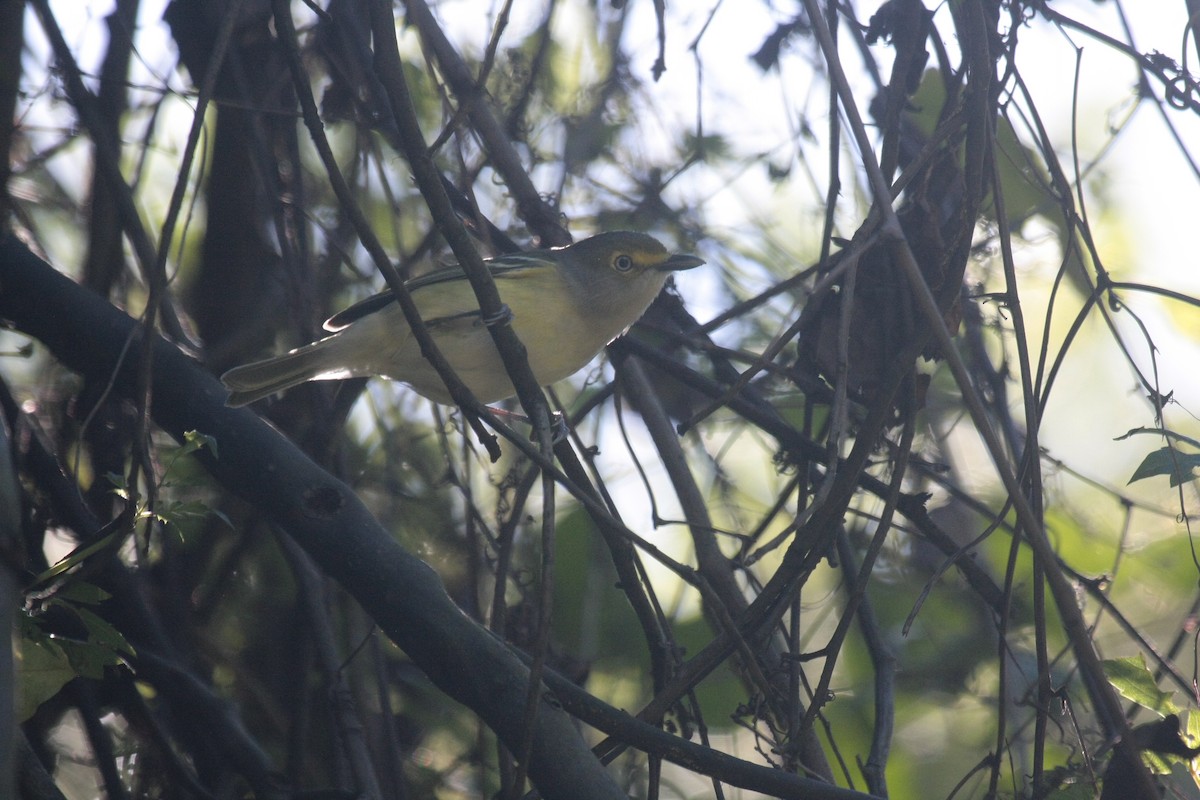 ויראו לבן-עין - ML646718969
