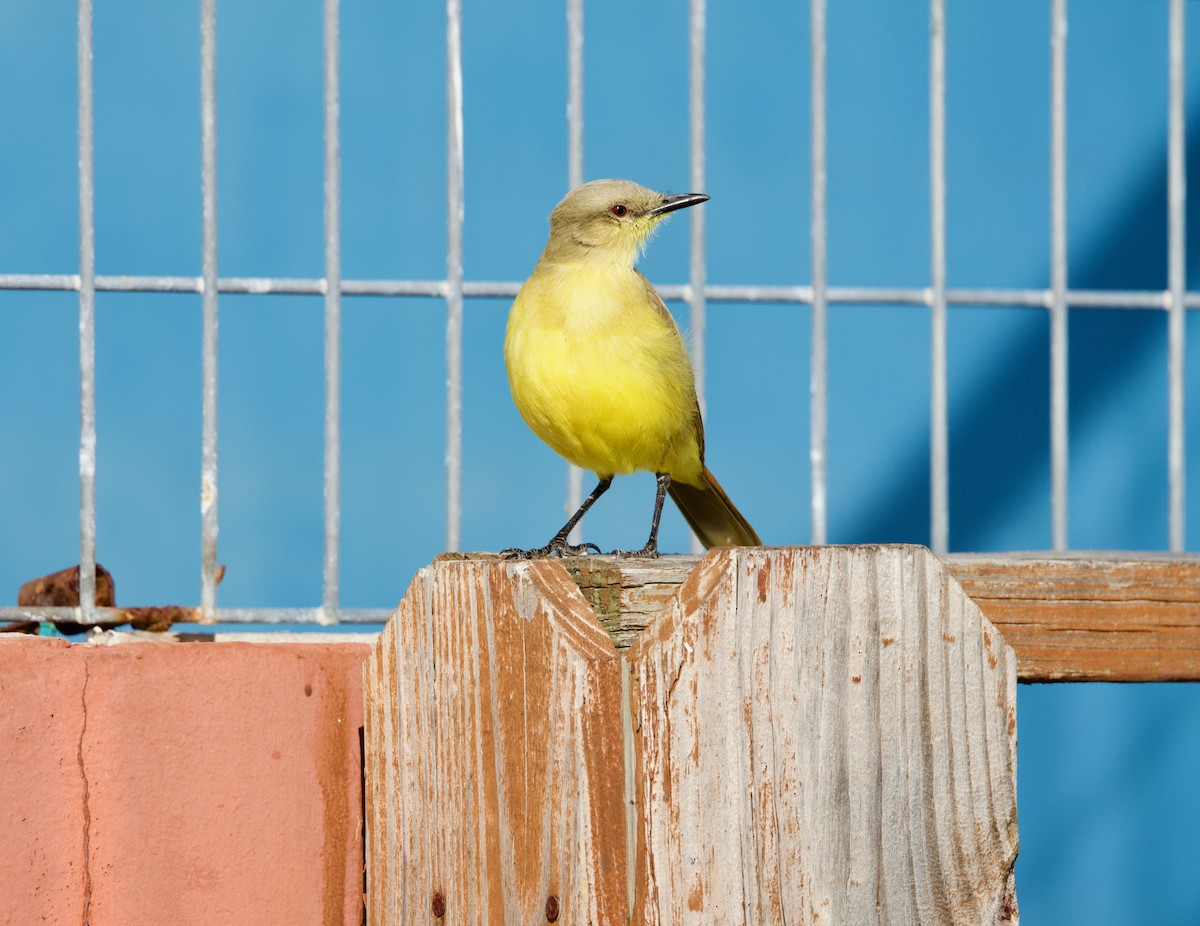 ウシタイランチョウ - ML646718972