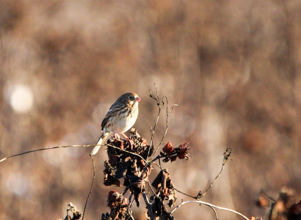 Вечерняя овсянка - ML646718973