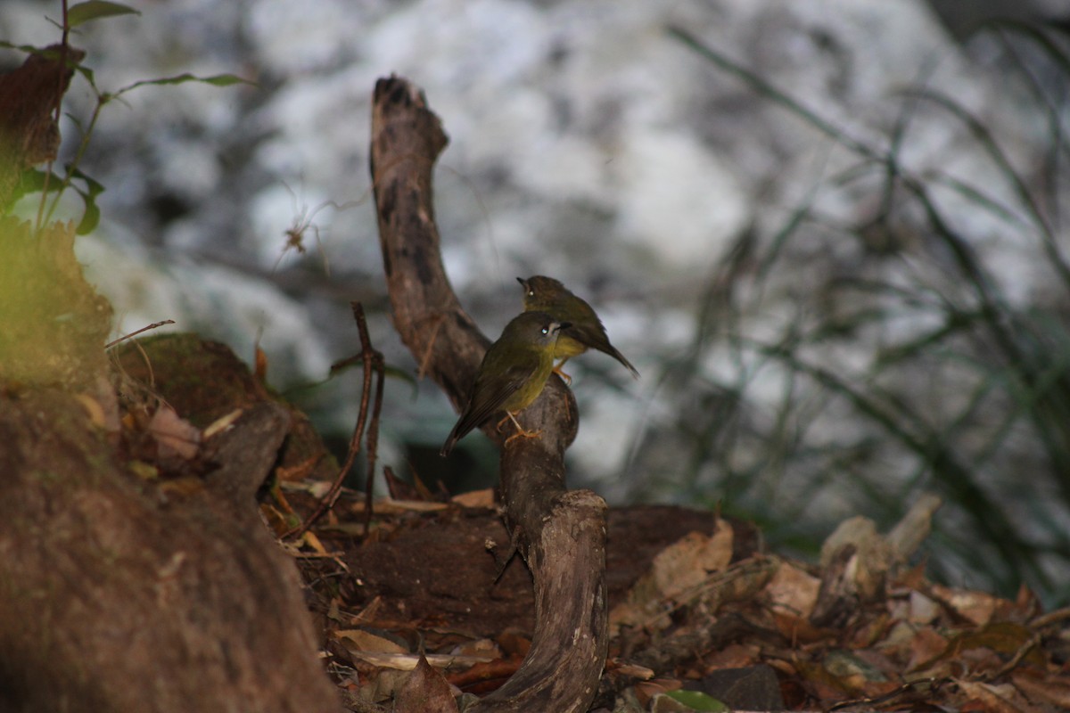 Pale-yellow Robin - ML646718974